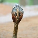 Cobra Sri Lanka Wildlife