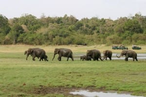 jeepsafari im minneriya nationalpark, elefanten