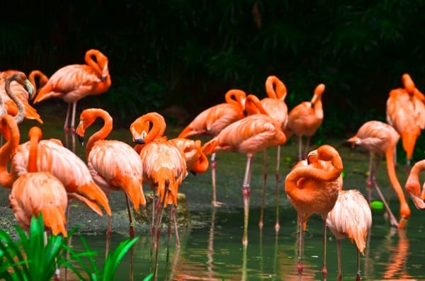 Flamingos Sri Lanka