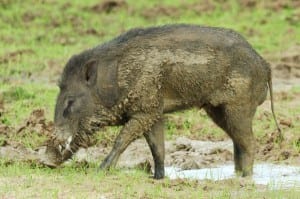 wildschwein im wasgamuwa nationalpark