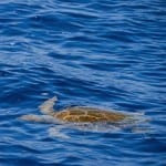 Turtle Meeresschildkröte Sri Lanka