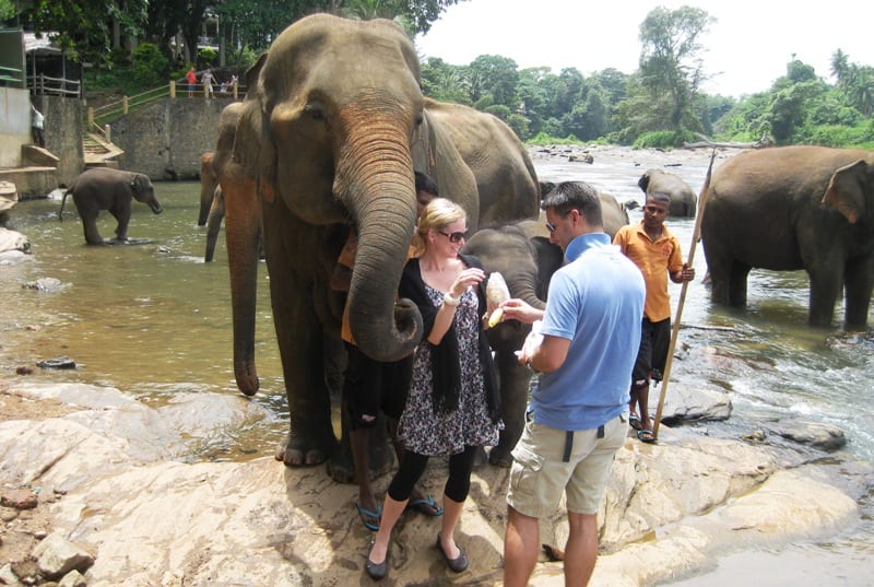 11Pinnewala Elefantenwaisenhaus Sri Lanka