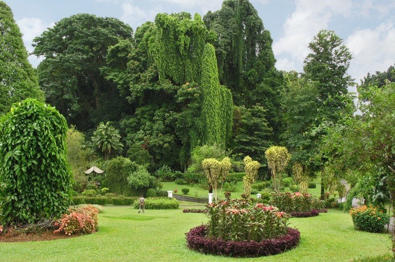 Botanischer Garten von Peradeniya in Sri Lanka