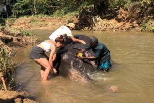 Elefantenschutzprojekt Sri Lanka