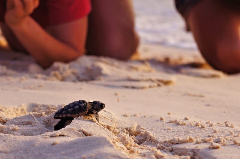 Babyschildkröte am Strand in Sri Lanka