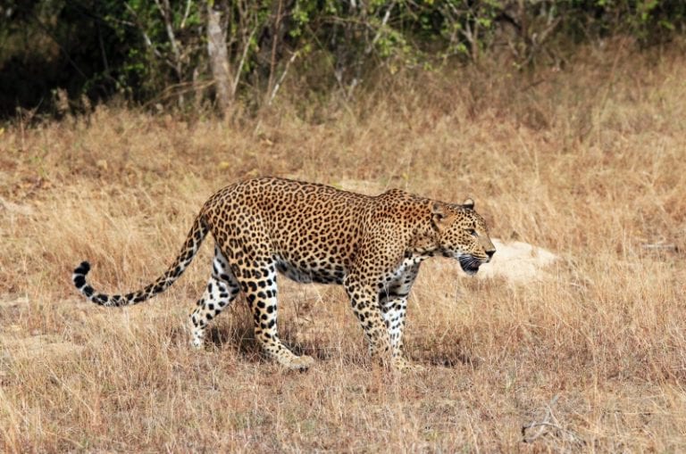 leopard yala sri lanka