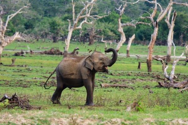 elefant im udawalawa nationalpark
