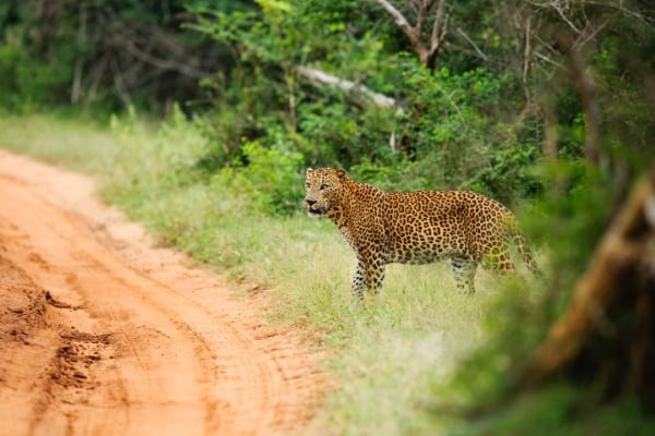 Leopard Sri Lanka Yala Nationalpark