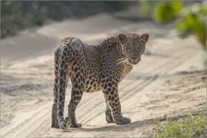 leopard in sri lanka yala nationalpark