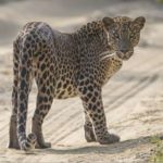 leopard im yala nationalpark