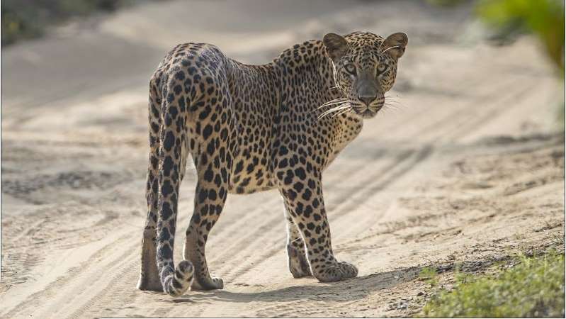 leopard im yala nationalpark