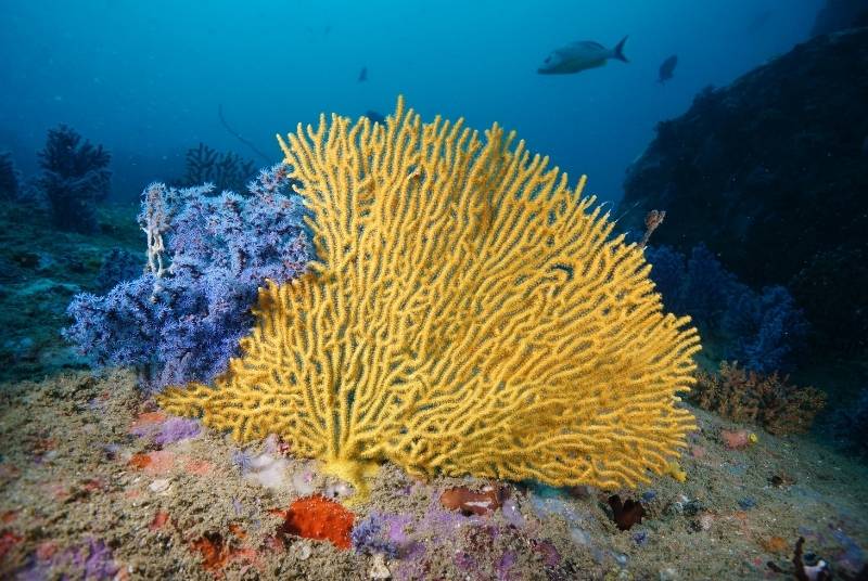 korallen sri lanka