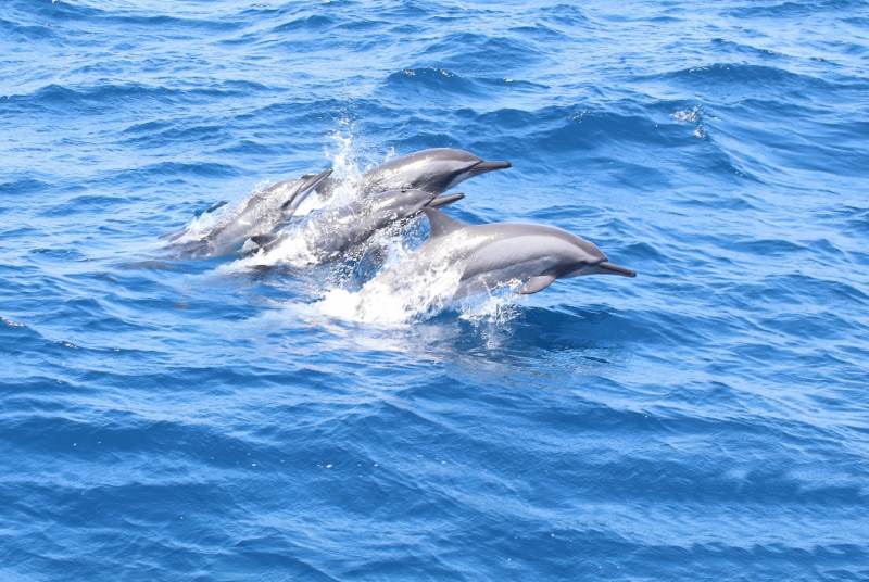 delfine in sri lanka