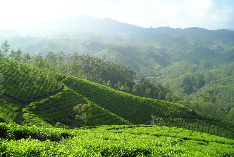 teeplantagen landschaft sri lanka