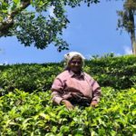 teepflueckerin in sri lanka