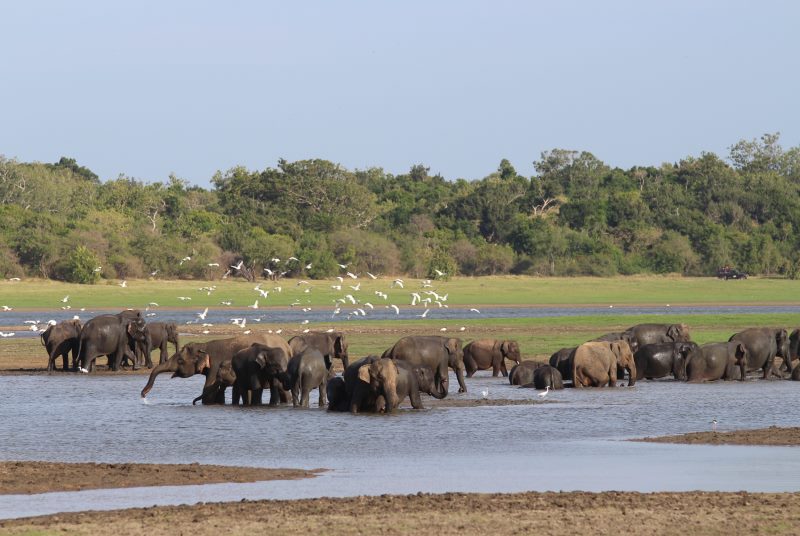 elefanten minneriya nationalpark © Ch. Bentele