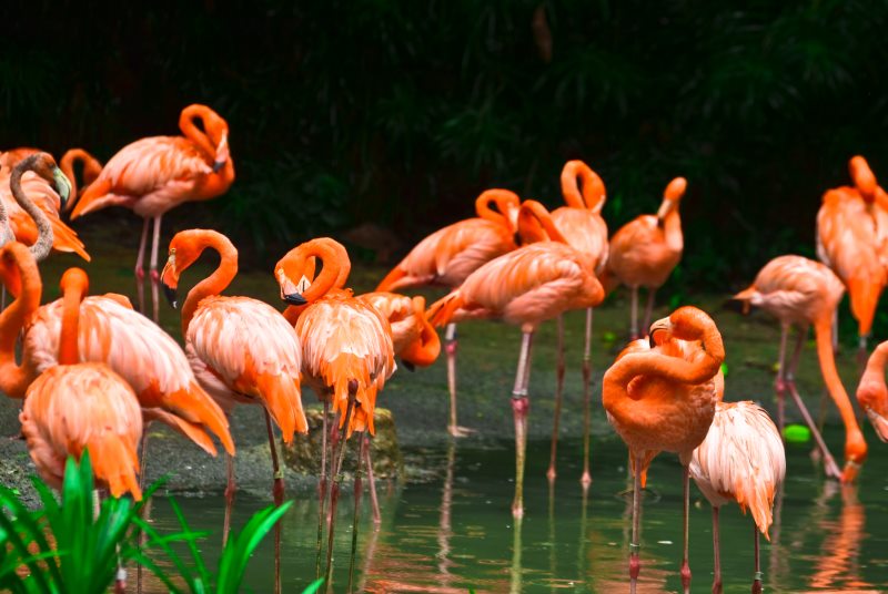 Flamingos in Sri Lanka