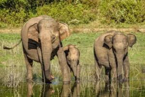 elefantenfamilie in sri lanka (© Silke Andresen)