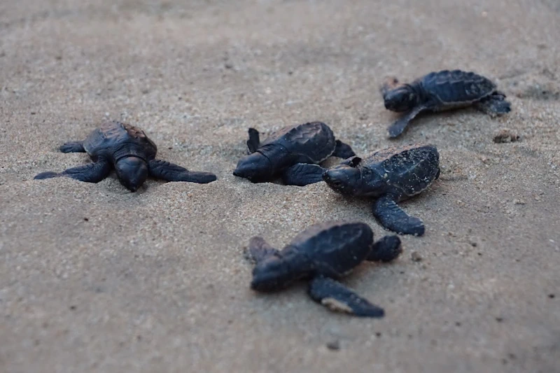 Babyschildkröten in Sri Lanka (© Fam. Rave)