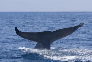 blauwal in sri lanka